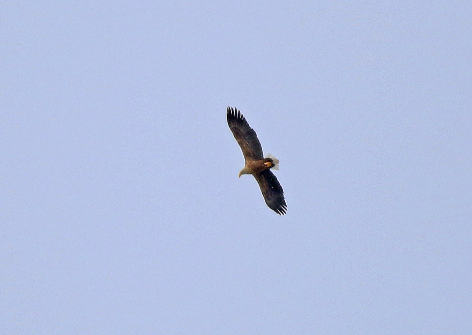White-tailed Eagle